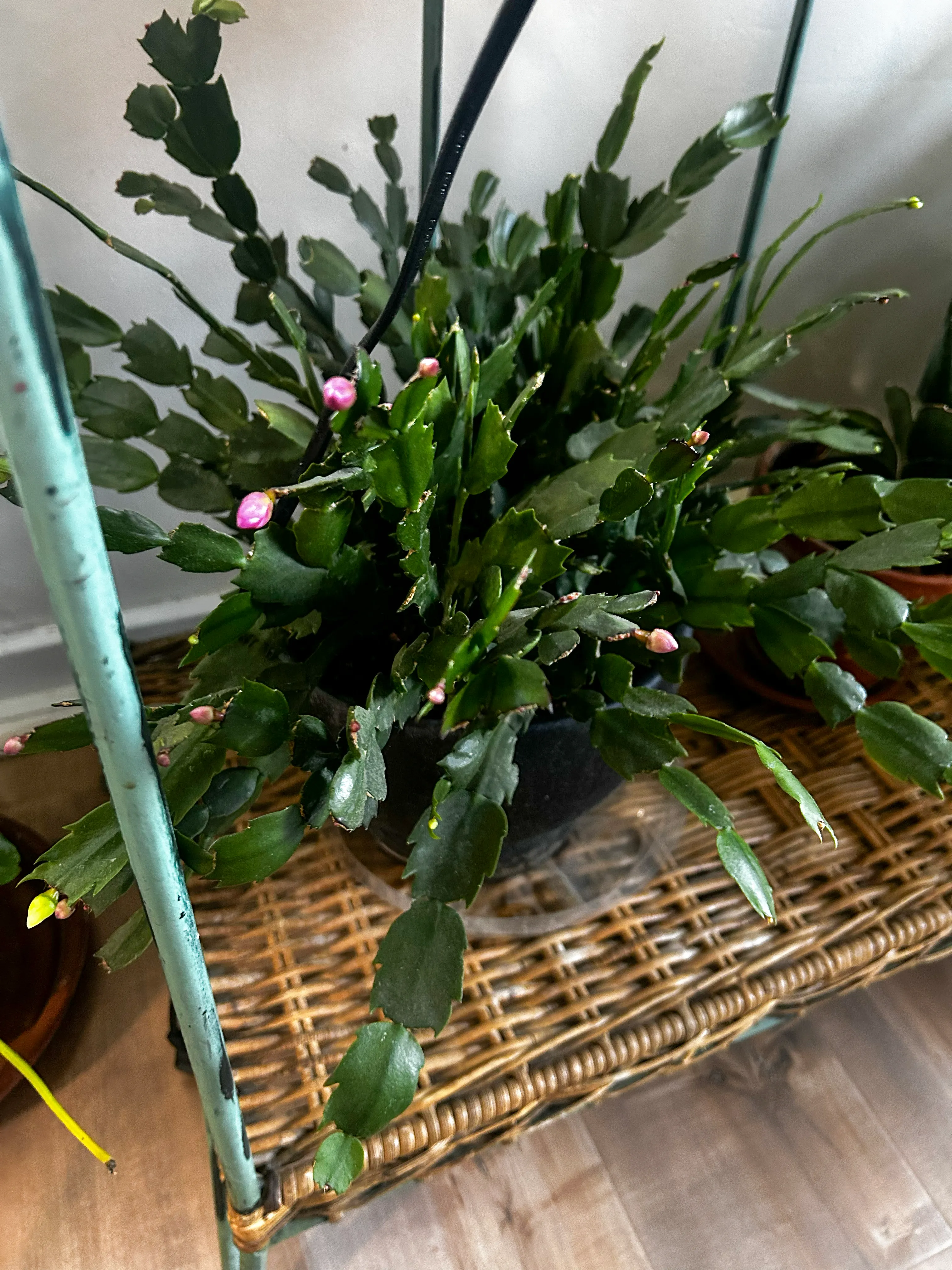 A healthy holiday cactus with fresh pink buds.