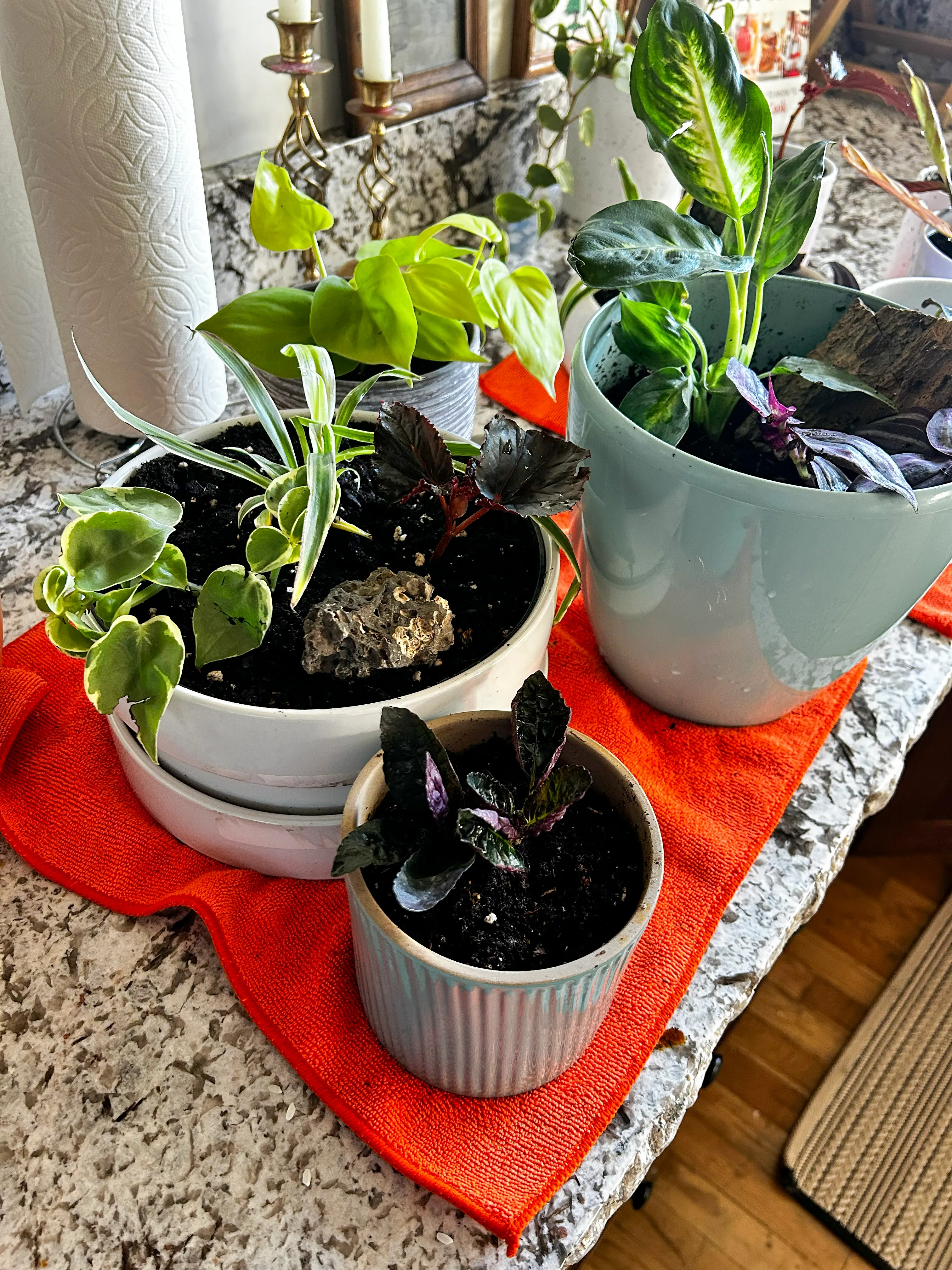 A styled grouping of healthy houseplants arranged together indoors.