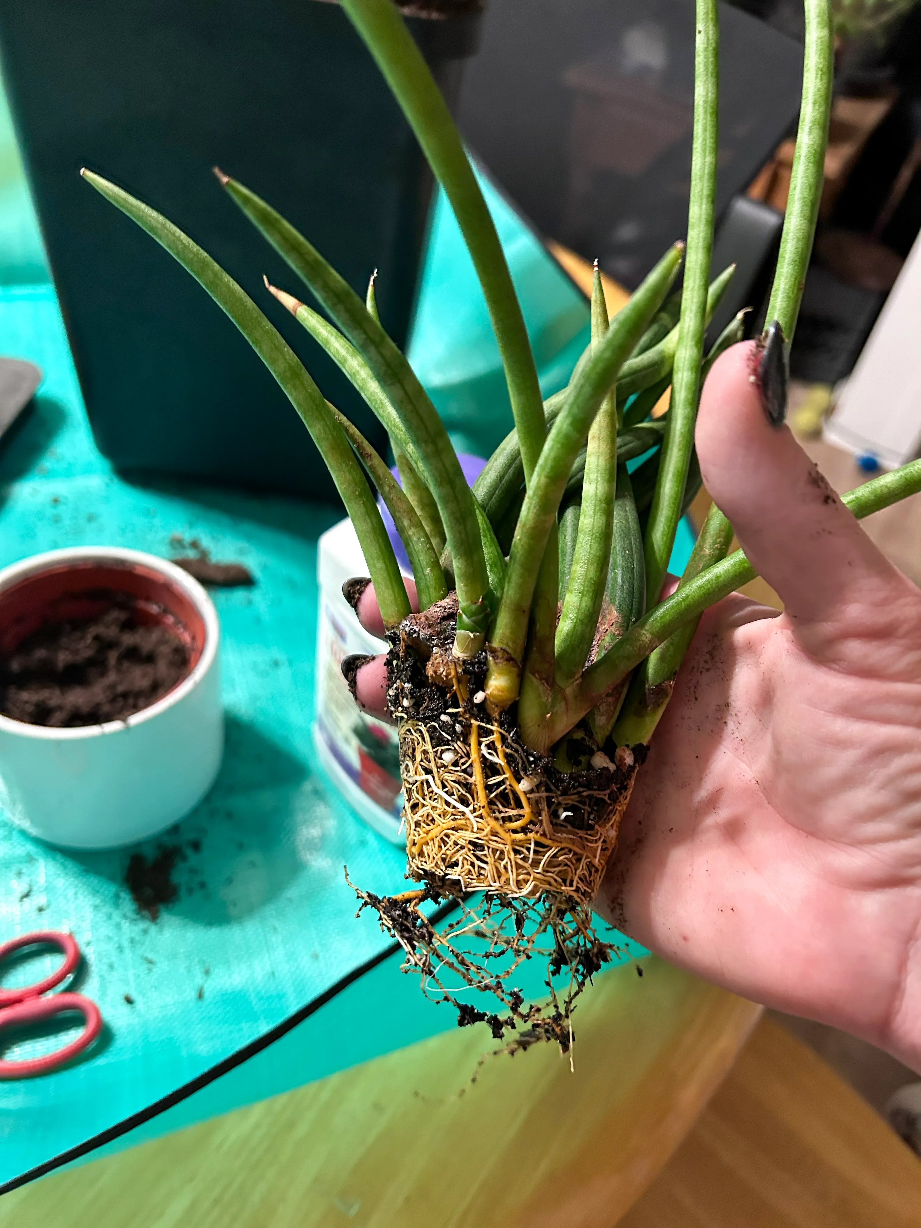A close-up of a plant being handled during a coaching and repotting session.